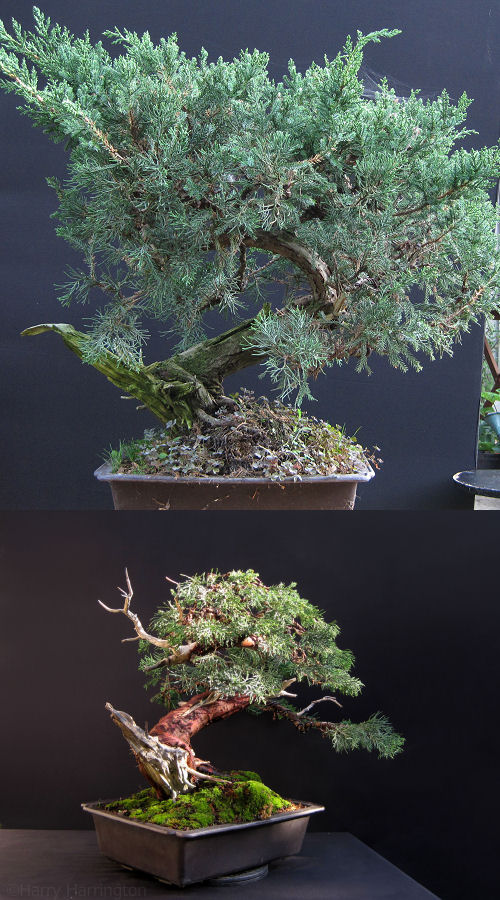 juniper bonsai